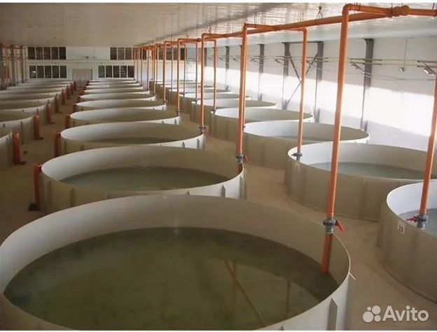 Высоко доходный бизнес под ключ рыбная ферма узв