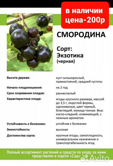 Черная смородина саженец