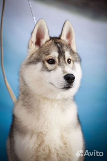 Лучшие хаски для вязки