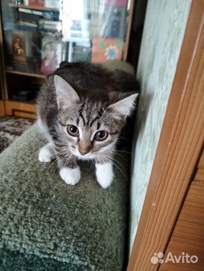 Кошка
