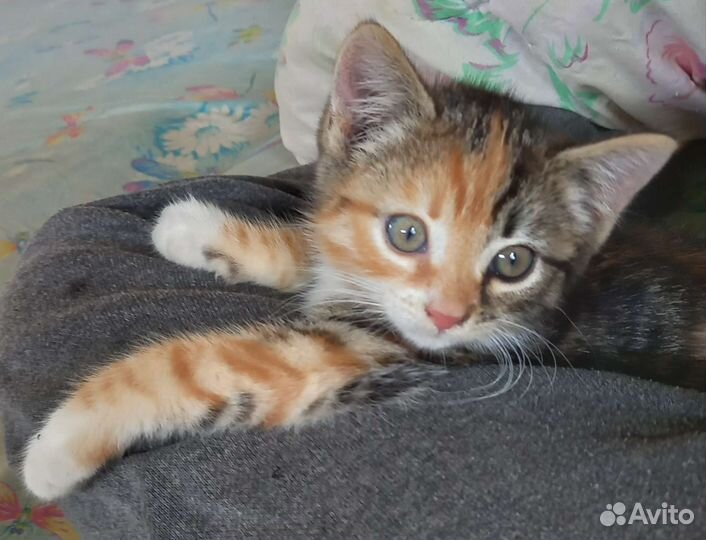 Котята