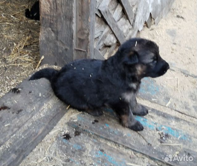 Чистокровные щенки немецкой овчарки