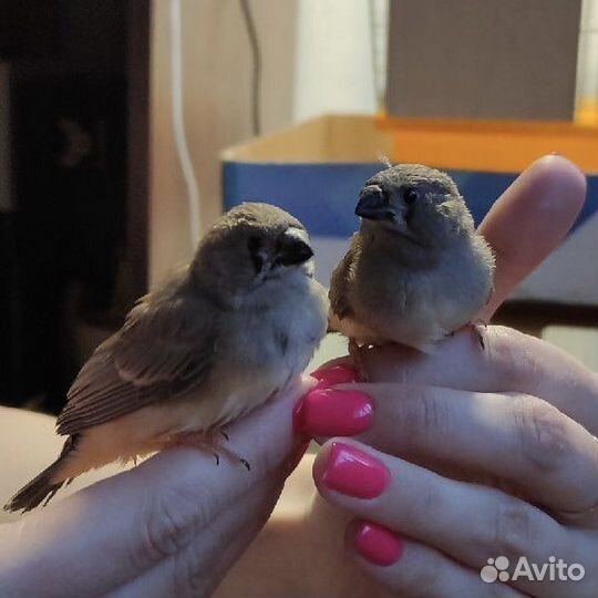 Амадины зебровые