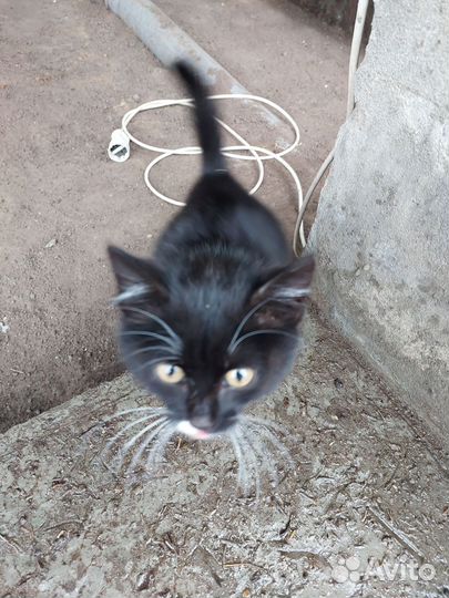 Котенок девочка, в хорошие руки