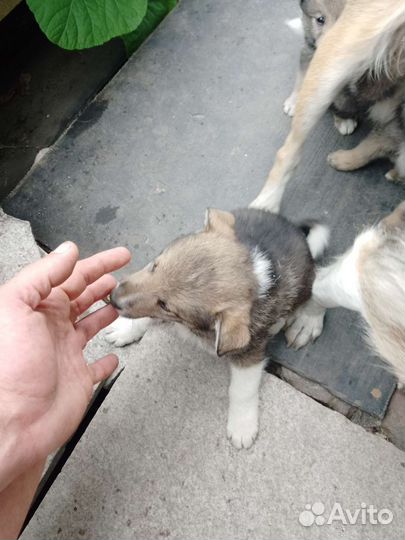 Отдам в хорошие руки собаку