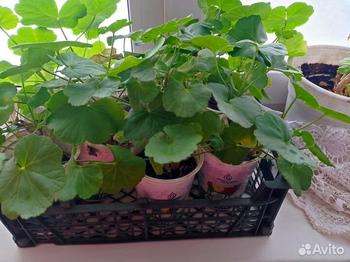 Комнатные цветы алой, герань