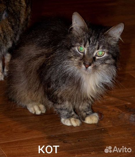 Кошек хотят усыпить