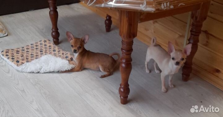 Бриллиантики