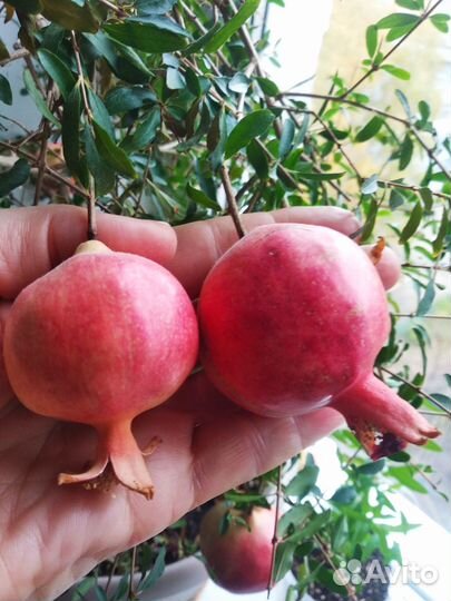 Гранат комнатный сорт Нано