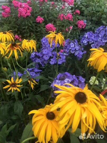 Многолетники для сада цветы