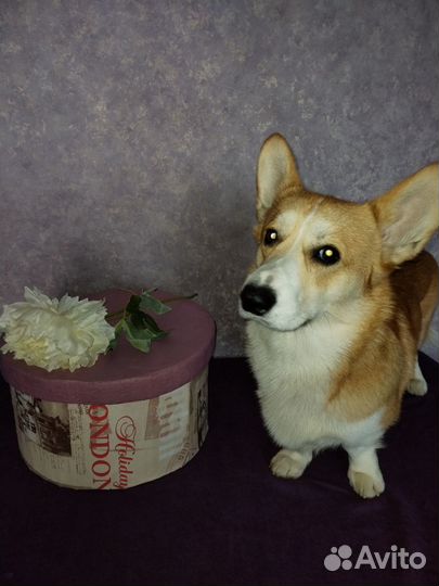 Шляпа новая