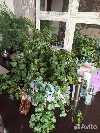 Плющ Хедера, Кротон,Эсхинантус мраморный