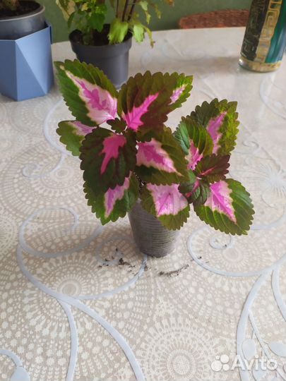 Колеусы сортовые