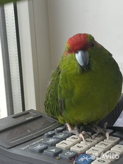 Попугай какарик