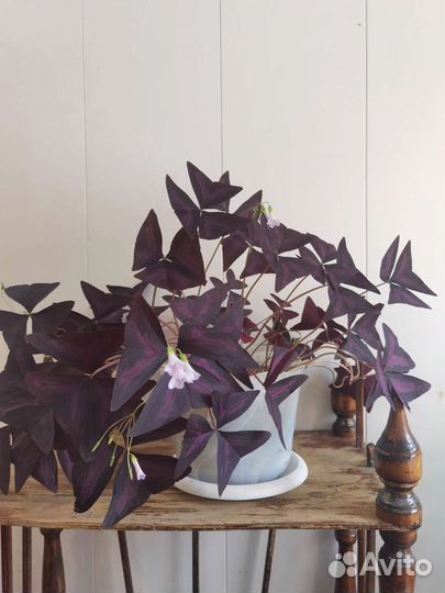 Кислица мадам Батерфляй