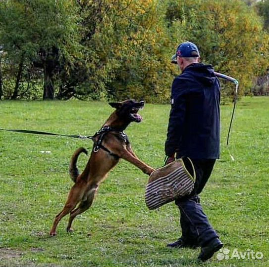 Бельгийская овчарка малинуа