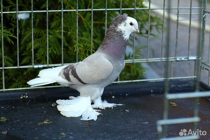Голуби акуши