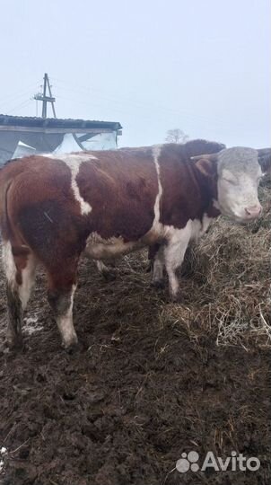 Бык герефорд