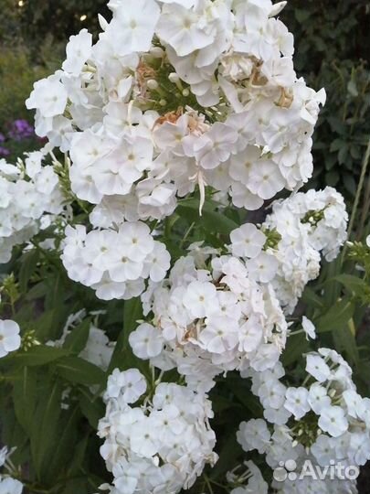 Куст розового флокса