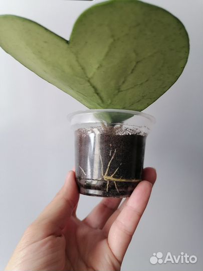 Фикус, хойя, клеродендрум, шлюмбергера