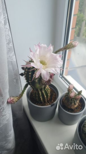 Стильные Комнатные цветы,а так же отростки