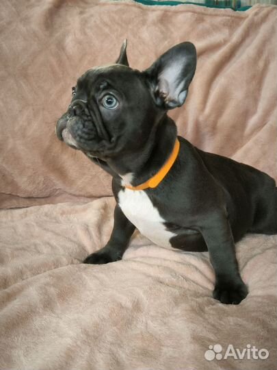 Щенок французского бульдога