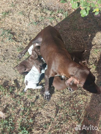 Щенки курцхаара