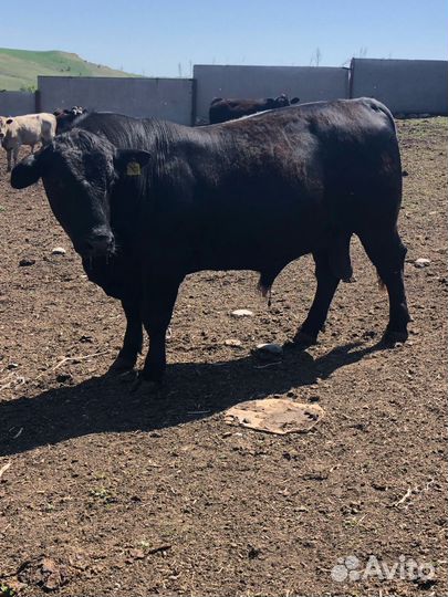 Корова и быки