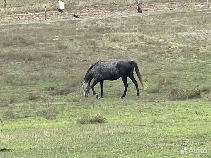 Кобыла и жеребец