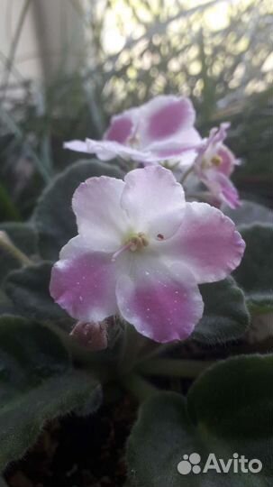 Листик фиалки