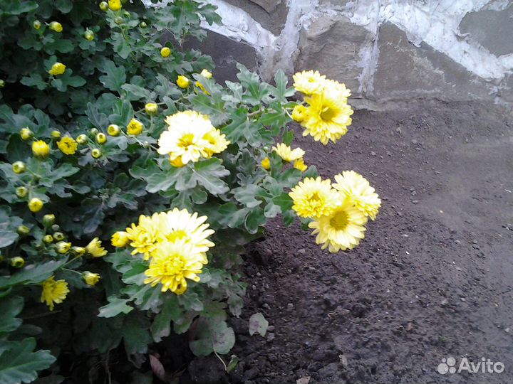 Цветы хризантемы