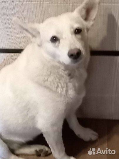 В добрые руки