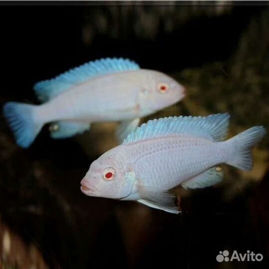 Снежный принц