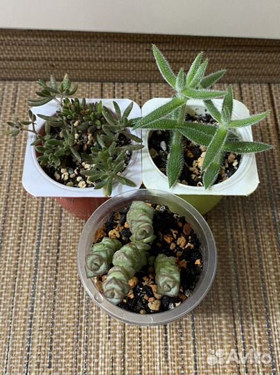 Суккуленты