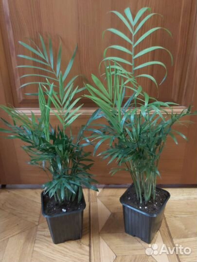 Кротоны и пальмы