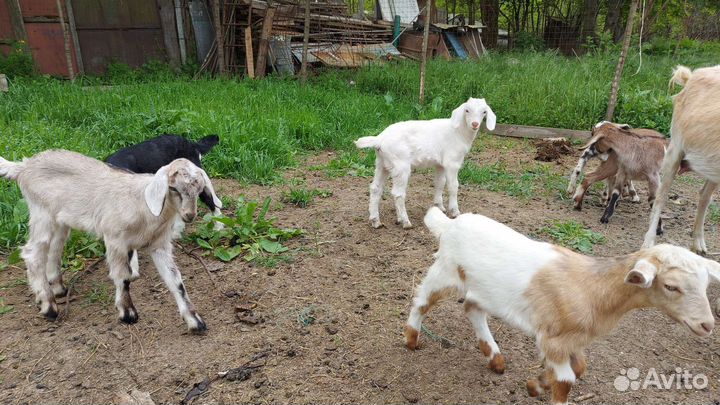Нубийская порода, козёл на племя, козы, козлята