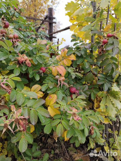 Роза морщинистая (роза ругоза), шиповник