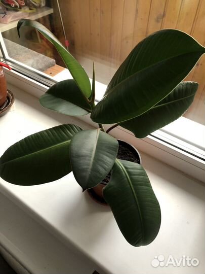 Фикус каучуконосный