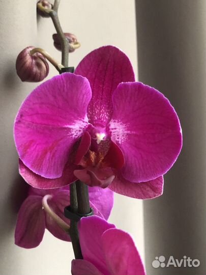 Орхидея фаленопсис Stellenbosch Стелленбош купить в Москве | Товары для  дома и дачи | Авито
