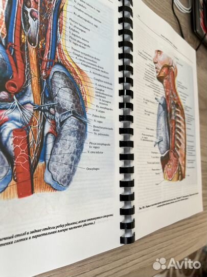 Атлас анатомии человека синельников