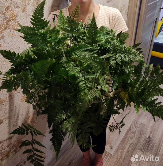 Папоротник Даваллия, Сингониум Макрофиллум