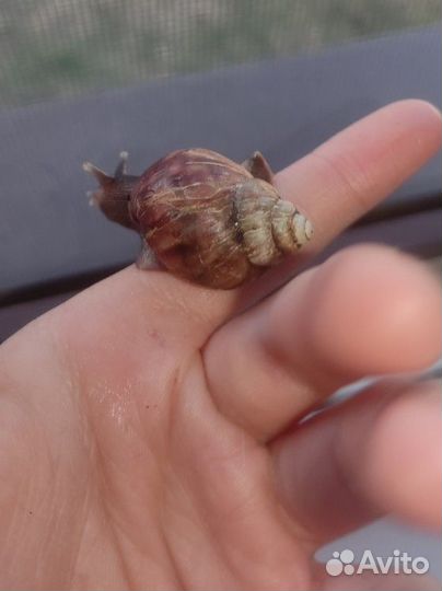 Улитки ахатины