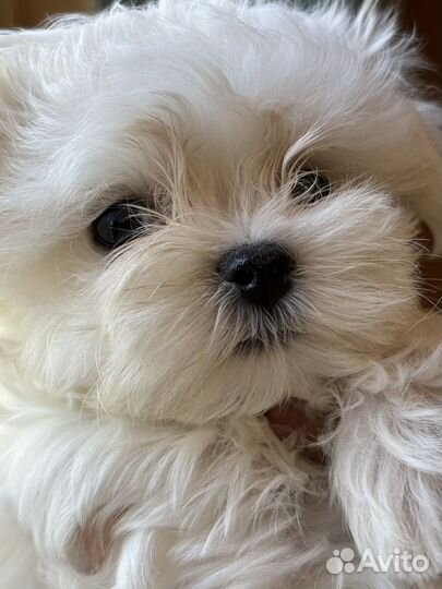 Мальтезе девочка мини РКФ