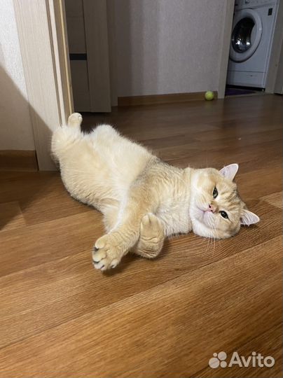 Золотая шиншилла вязка