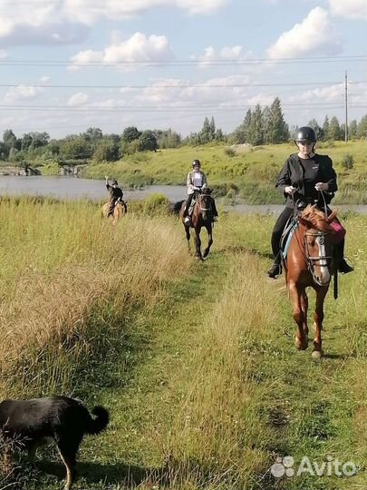 Катание на лошади, конные прогулки