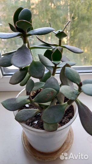 Толстянка-Денежное дерево