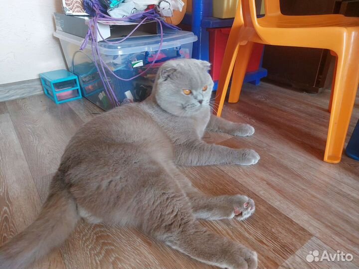 Британский кот на вязку