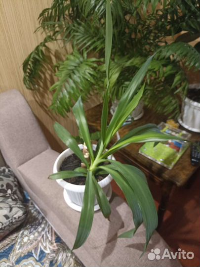 Комнатные цветы юкка