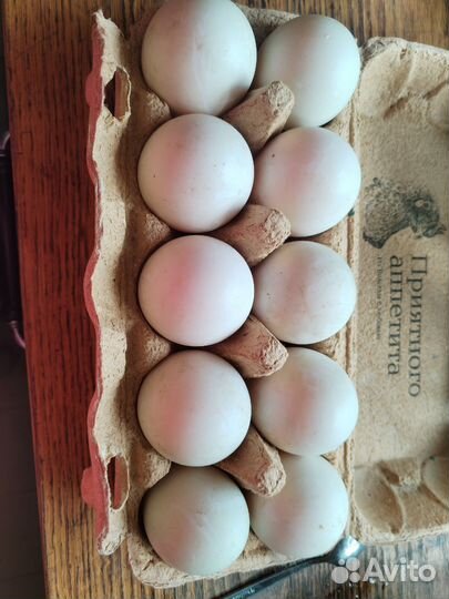 Домашние куриные, утиные и гусиные яйца