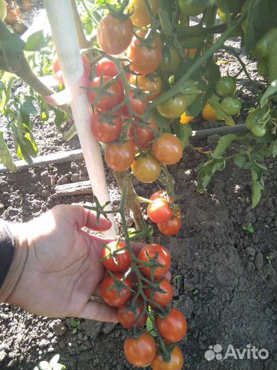 Томаты черри с доставкой